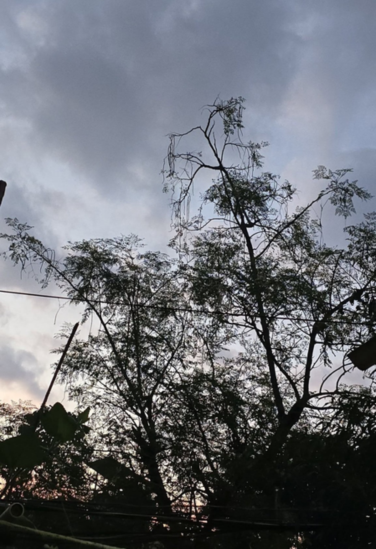 चक्रवात ‘अर्नब’ का Jharkhand में असर, कई जिलों में भारी बारिश का अलर्ट, रांची-लोहरदगा में दो दिन स्कूल बंद