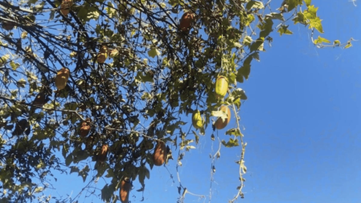 जम्मू कश्मीर के एक युवा किसान ने विकसित किया खीरे का हाइब्रिड पौधा, एक पौधे से 100 किलो तक उत्पादन का दावा