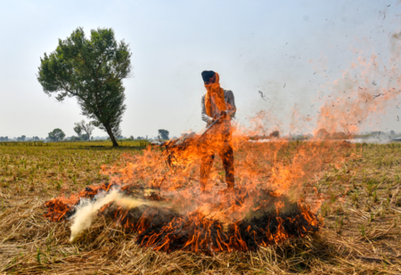 पंजाब: पराली जलाने की 700 से ज्यादा घटनाएं आईं सामने, 24 First Information Report दर्ज की गई