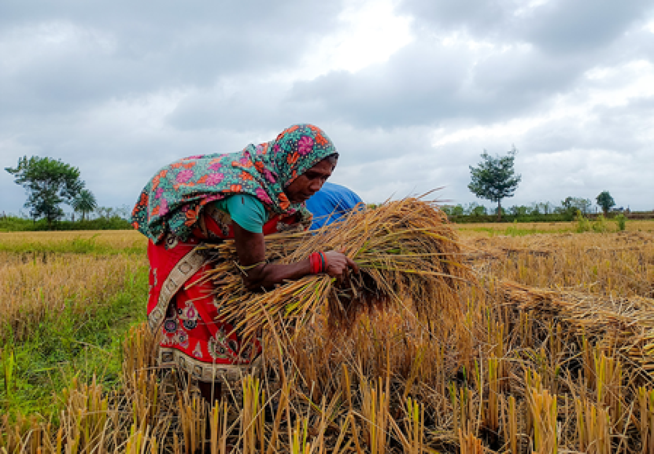 Rajasthan  में चक्रवात अर्नब के कारण हुई बारिश, तापमान में गिरावट