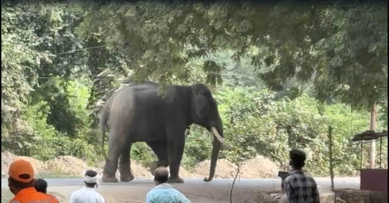 वाराणसी में बेकाबू हाथी का आतंक, महावत घायल, एनडीआरएफ और वन विभाग ने किया रेस्क्यू